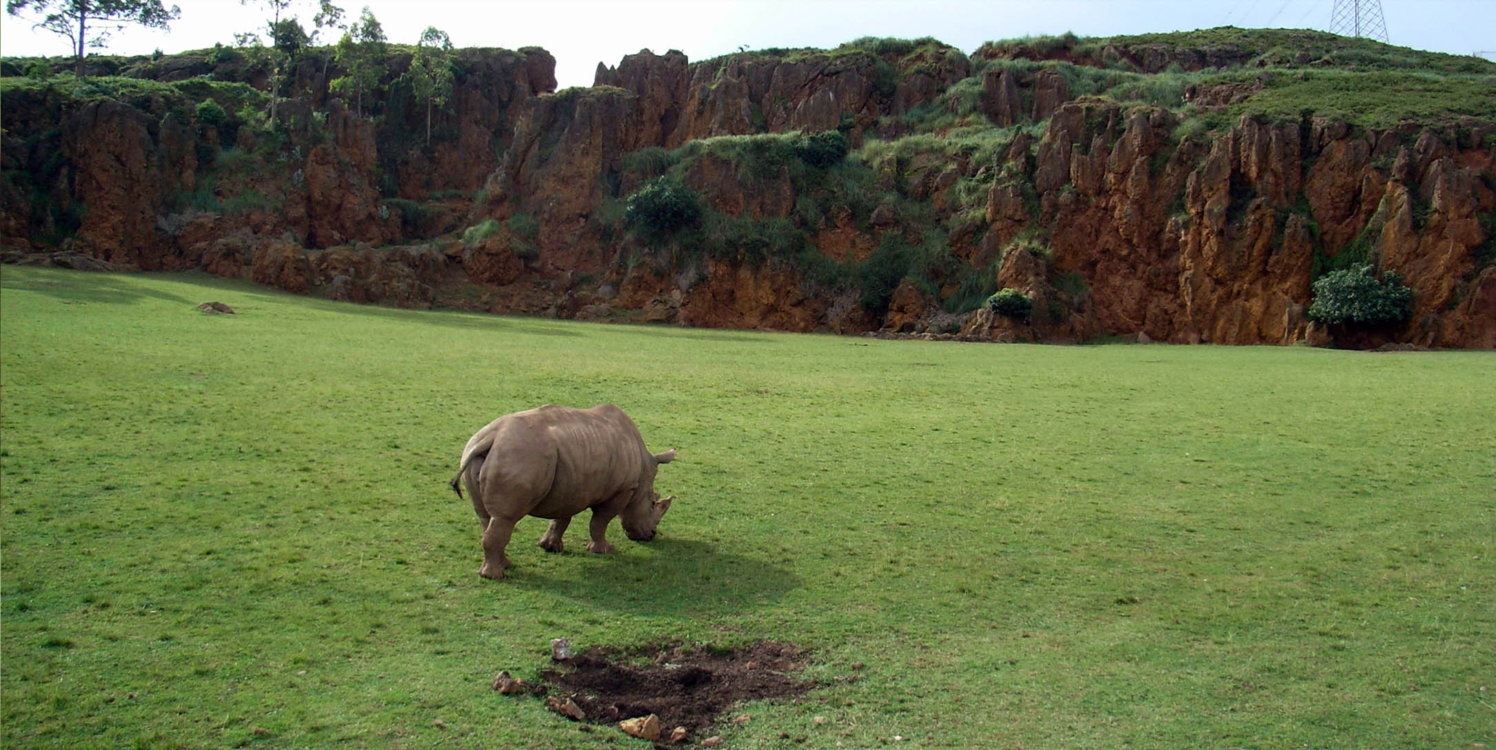 rinoceronte en cabarceno